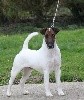 - DOG SHOW NATIONAL - VDH - CACS - SPECIALE FOX-TERRIER - ALLEMAGNE