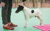  - TOP TERRIER STUD DOG 2017 EN UK - GOUPIL