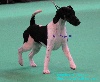  - Reportage Cruft's 2012 - Fox Terrier poil lisse (smooth)