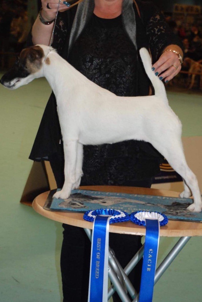 du Manoir Saint Adrien - DOG SHOW INTERNATIONAL - GENT -BELGIQUE
