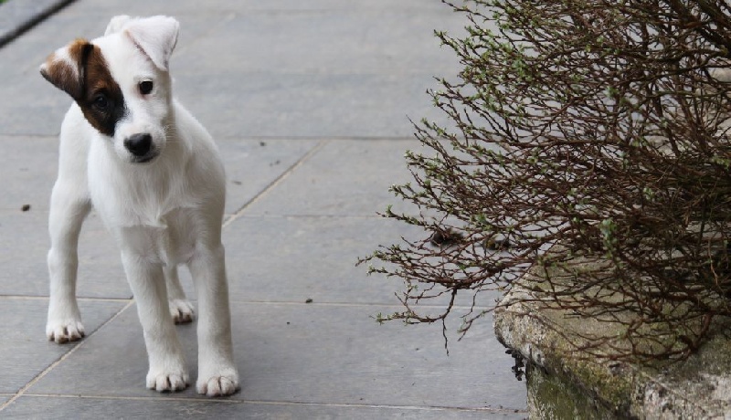 du Manoir Saint Adrien - Fox Terrier Poil lisse - Portée née le 03/01/2014