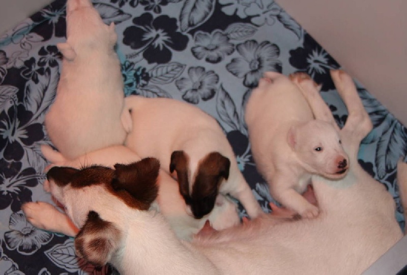 du Manoir Saint Adrien - Fox Terrier Poil lisse - Portée née le 27/07/2010