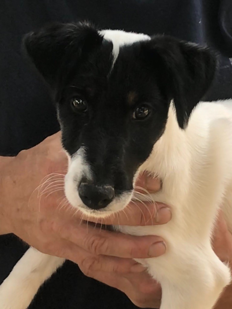 du Manoir Saint Adrien - Fox Terrier Poil lisse - Portée née le 24/05/2018