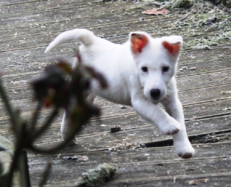 du Manoir Saint Adrien - Fox Terrier Poil lisse - Portée née le 17/12/2014