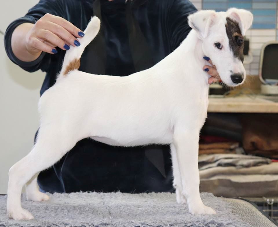 chiot Fox Terrier Poil lisse du Manoir Saint Adrien