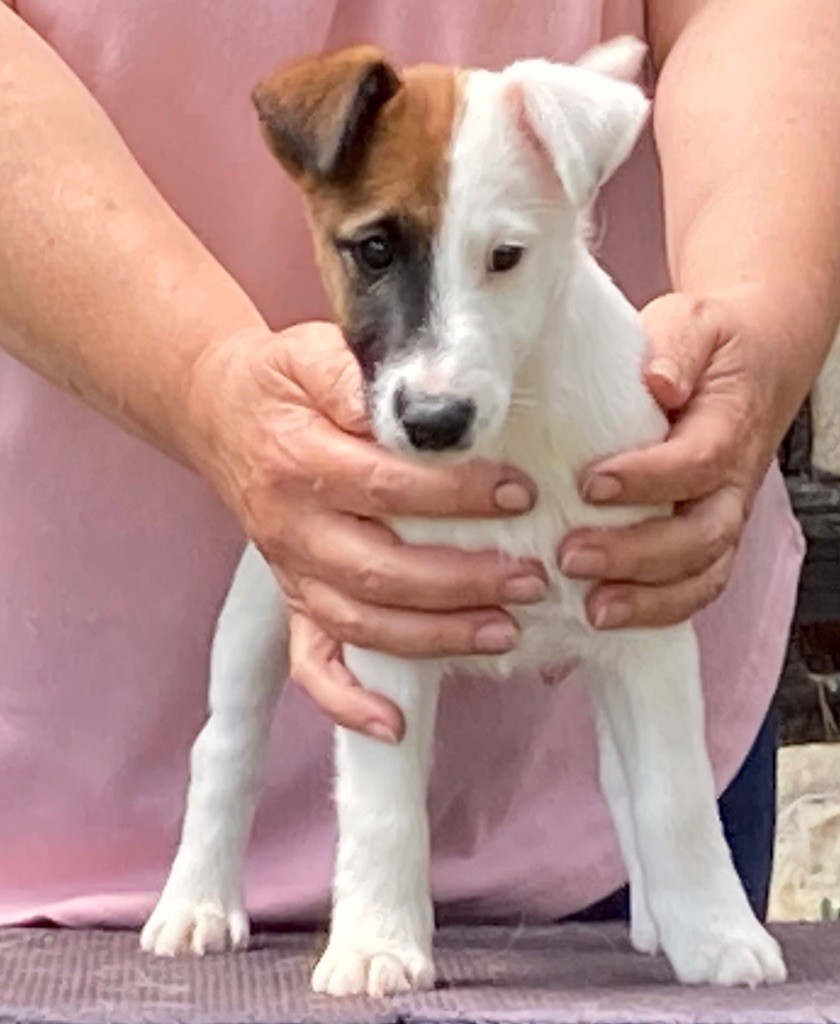 du Manoir Saint Adrien - Chiot disponible  - Fox Terrier Poil lisse