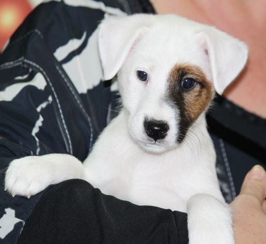 du Manoir Saint Adrien - Fox Terrier Poil lisse - Portée née le 20/10/2016