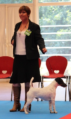 du Manoir Saint Adrien - Nationale d'Elevage des Fox-Terriers septembre 2012