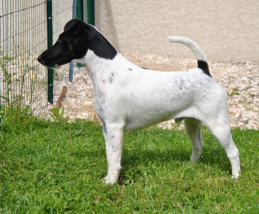 du Manoir Saint Adrien - DOG SHOW CACS CHALETTE - SPECIALE DE RACE