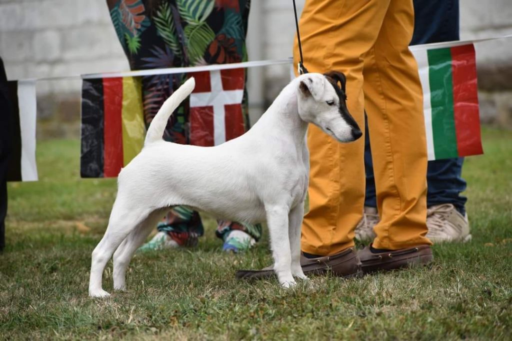 du Manoir Saint Adrien - CH SISSOU - 1er GROUPE 3 -2ème BEST IN SHOW - THENELLES LE 27/08/2023 