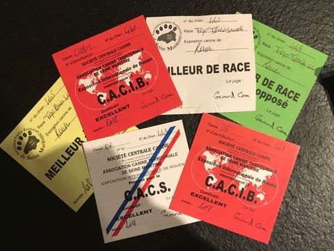 du Manoir Saint Adrien - INTERNATIONAL DOG SHOW - SPECIALE RACE - ROUEN LE 01/12/18