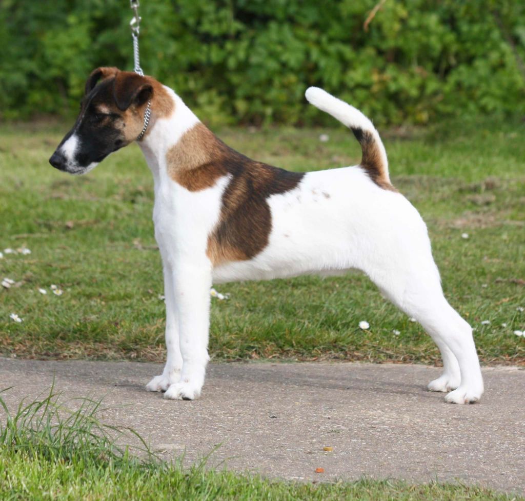 du Manoir Saint Adrien - SPIRIT DIT HENRI DU MANOIR SAINT ADRIEN - DOG SHOW EN UK - 15/05/22