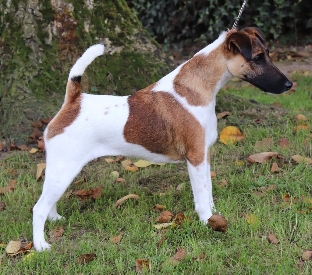 du Manoir Saint Adrien - DOG SHOW NATIONAL CACS MALTOT