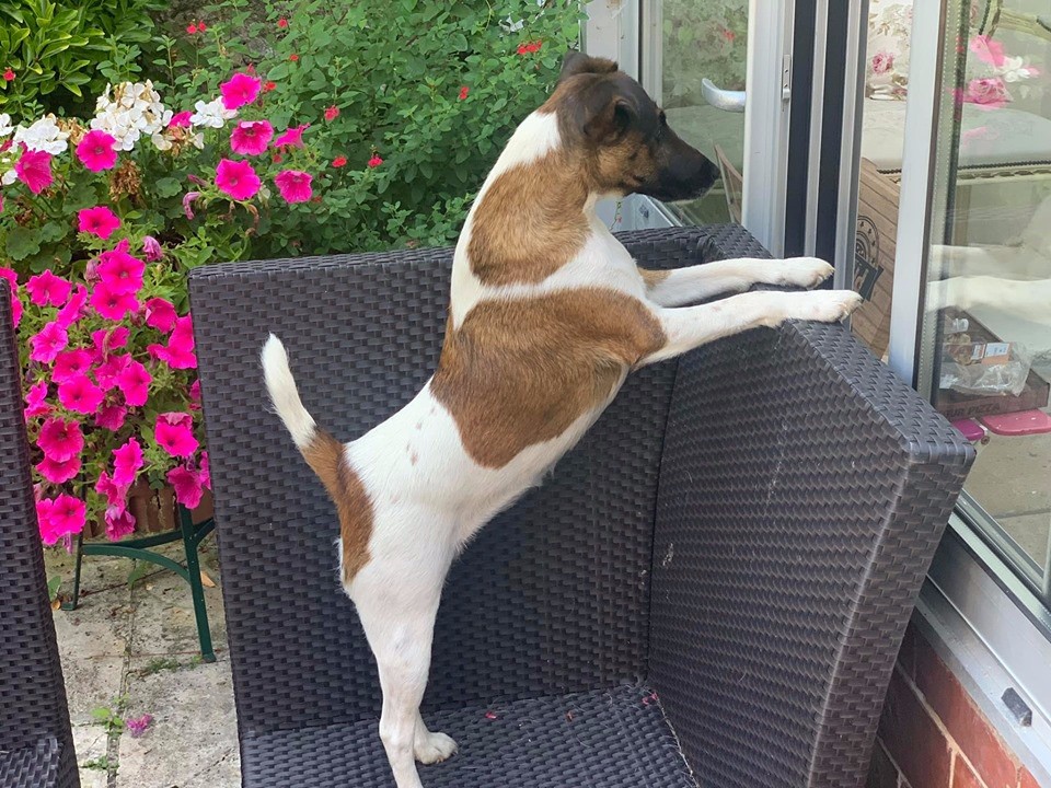 du Manoir Saint Adrien - NATIONAL DOG SHOW CACS MALTOT 14/07/19