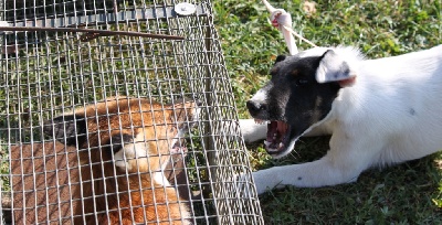 du Manoir Saint Adrien - CACT - Terrier artificiel à Jublains le 26 novembre 2011
