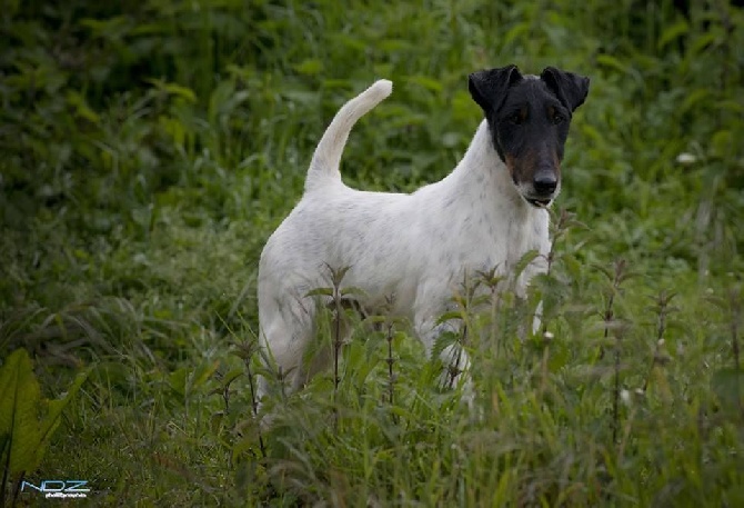 du Manoir Saint Adrien - TOP TERRIER STUD DOG 2016 EN UK - GOUPIL