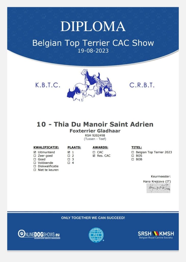 du Manoir Saint Adrien - THIA - BELGIAN TOP TERRIER - LE 19/08/2023