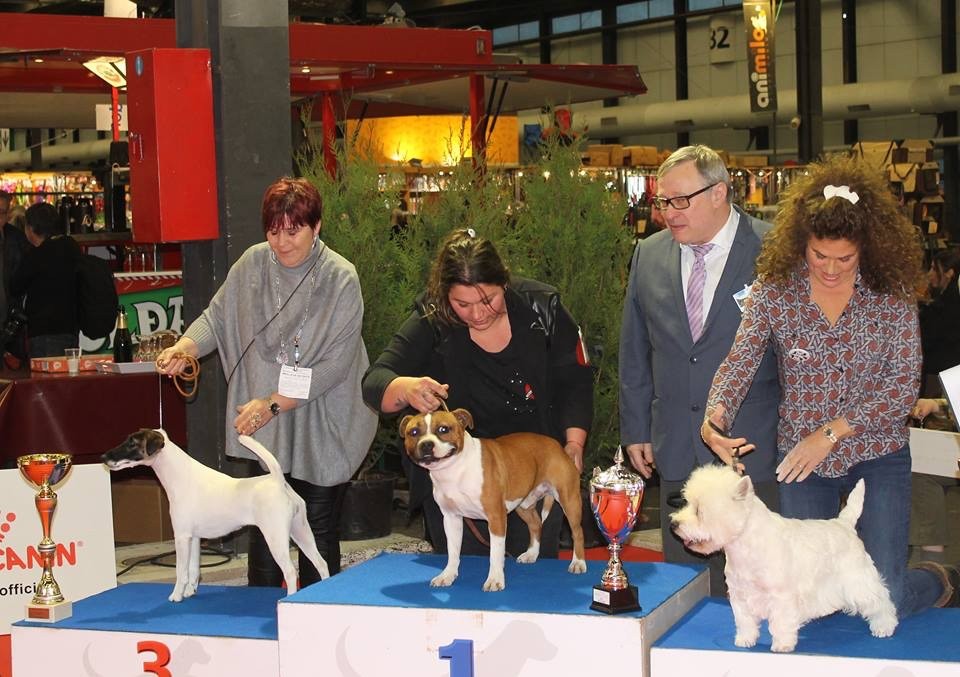 du Manoir Saint Adrien - BORDEAUX DOG SHOW INTERNATIONAL LE 20/01/2019
