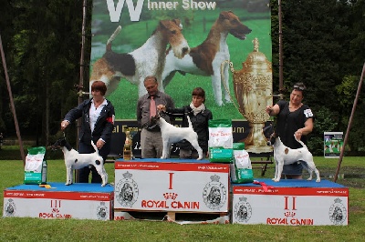 du Manoir Saint Adrien - EUROPEAN ROYAL FOX TERRIER WINNER SHOW 2012