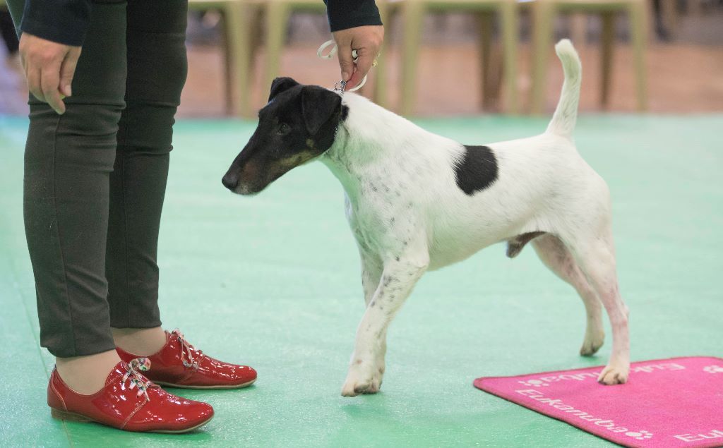 du Manoir Saint Adrien - TOP TERRIER STUD DOG 2017 EN UK - GOUPIL