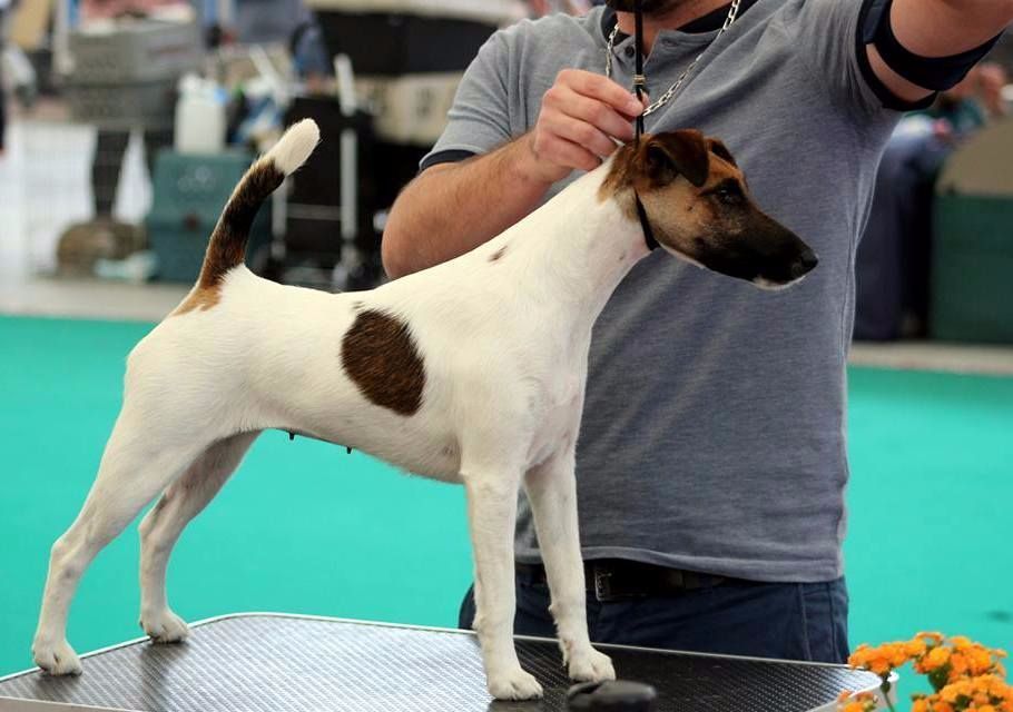 du Manoir Saint Adrien - DOG  SHOW INTERNATIONNAL - BEAUTE - STRASBOURG 20/08/17