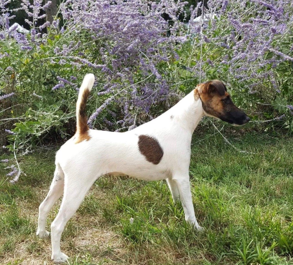 du Manoir Saint Adrien - NATIONAL DOG SHOW - DOMPIERRE-SUR-BESBRE + EPREUVE DE TRAVAIL - 9/9/18