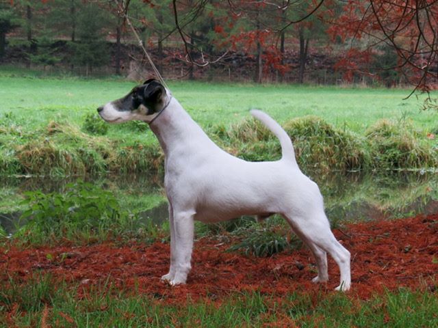 du Manoir Saint Adrien - INTERNATIONAL DOG SHOW ROUEN CACS/CACIB LE 08/12/19