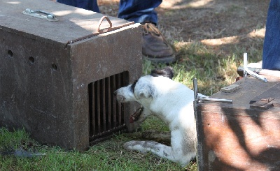 du Manoir Saint Adrien - CACT - Terrier artificiel à Jublains le 20 août 2011