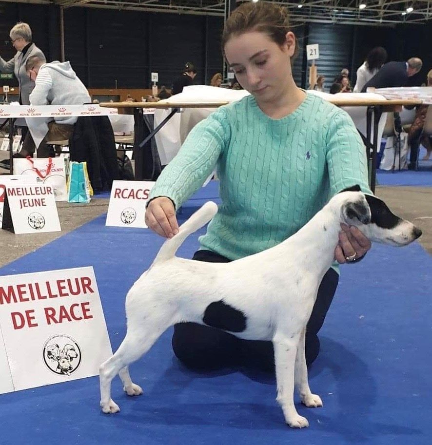 du Manoir Saint Adrien - INTERNATIONAL DOG SHOW CACS/CACIB METZ - 03/11/19
