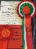  - UMBERTO TOZZI BEST JUNIOR & CC DOG TERRIER CLUB OF WALES