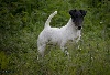  - TOP TERRIER STUD DOG 2016 EN UK - GOUPIL