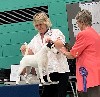  - LE 03/08/24 -GOLD CUP SHOW 2024 - FOX TERRIER CLUB