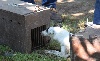  - CACT - Terrier artificiel à Jublains le 20 août 2011