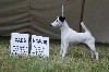  - ORPHEE DOG SHOW ARAD EN ROUMANIE DU 9 AU 11/07/21