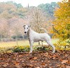  - JOLIS PHOTOS PAR ANDREW GOODSELL - UNITED DIT LUC DU MANOIR ST ADRIEN