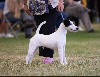  - WINDSOR CHAMPIONSHIP DOG SHOW EN ANGLETERRE - LE 29/06/24