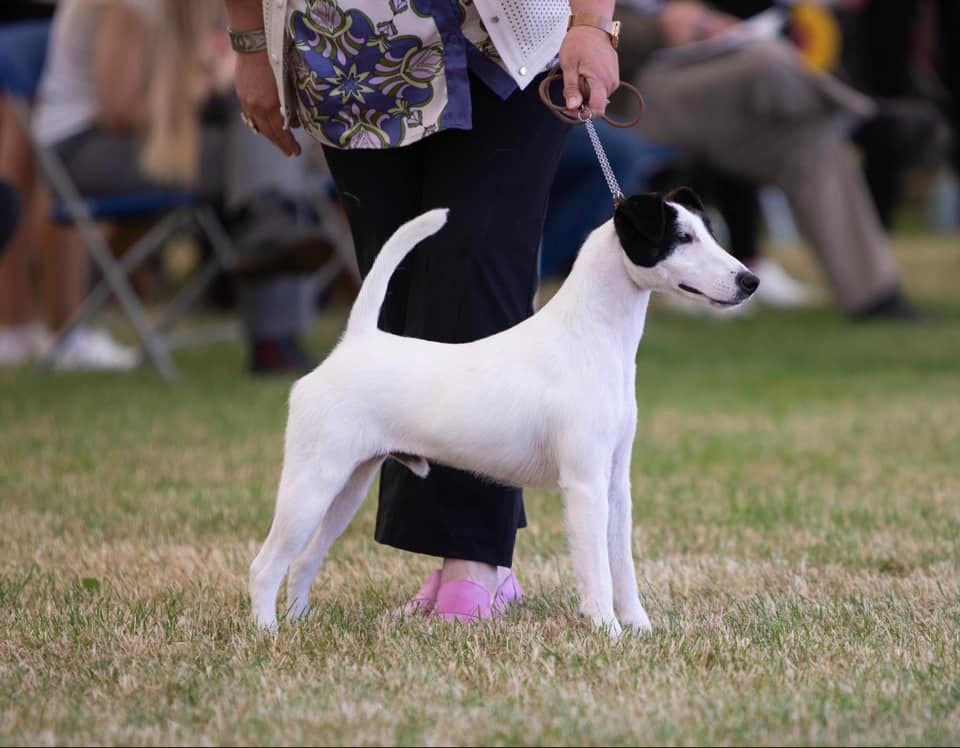 du Manoir Saint Adrien - WINDSOR CHAMPIONSHIP DOG SHOW EN ANGLETERRE - LE 29/06/24