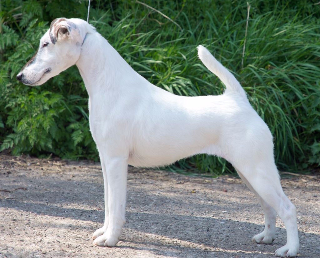 du Manoir Saint Adrien - DOG SHOW INTERNATIONAL LIMOGES - SPECIALE DE RACE