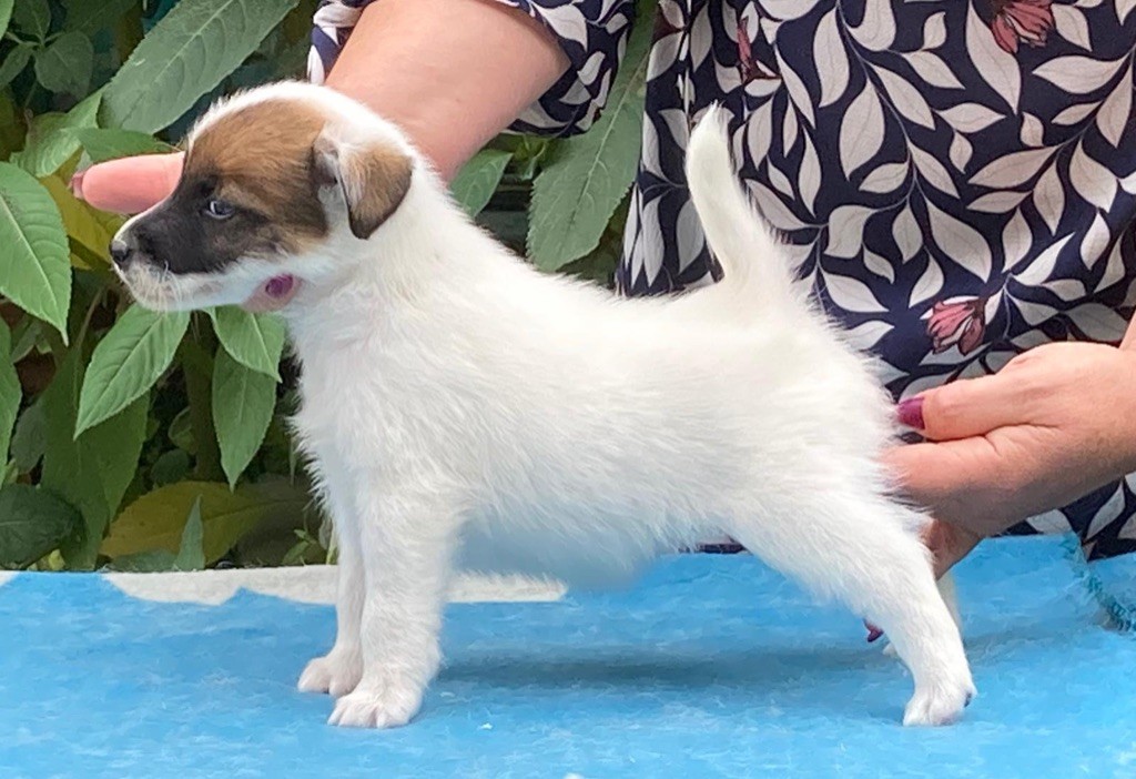 du Manoir Saint Adrien - Fox Terrier Poil lisse - Portée née le 29/05/2020