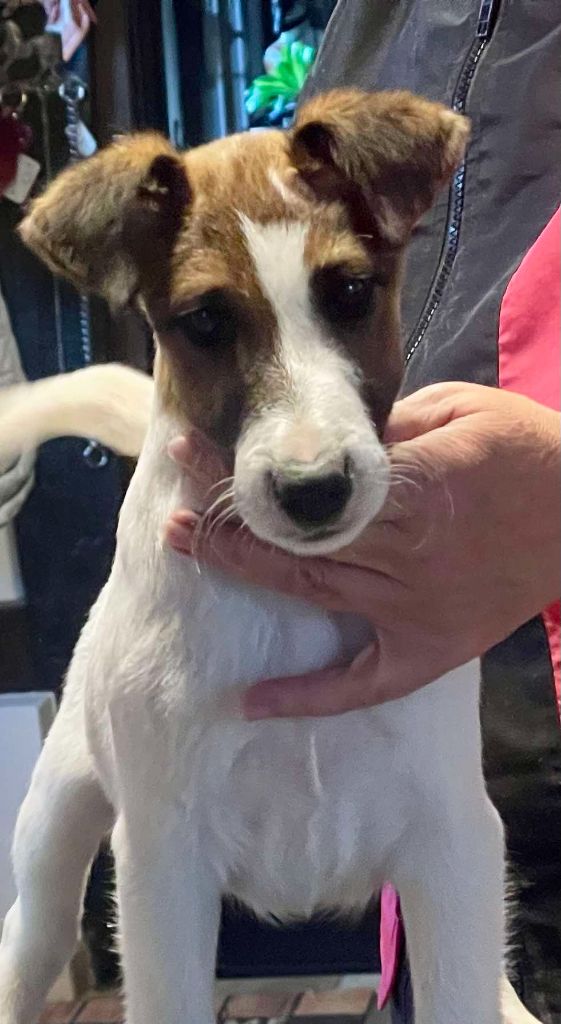 du Manoir Saint Adrien - Chiot disponible  - Fox Terrier Poil lisse