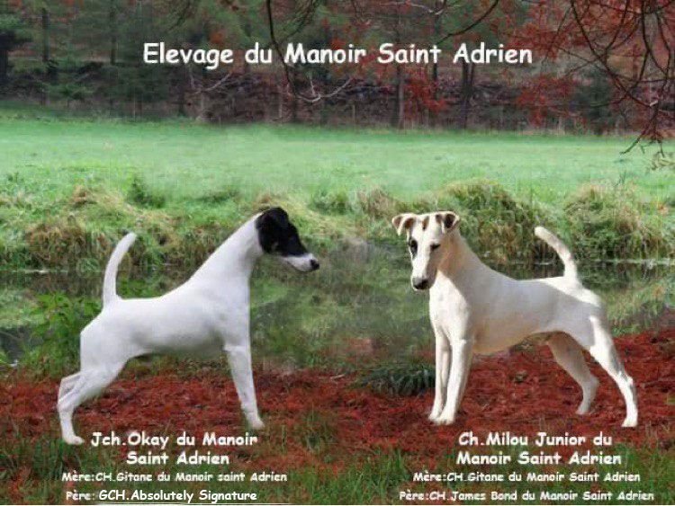 du Manoir Saint Adrien - Fox Terrier Poil lisse - Portée née le 05/06/2021