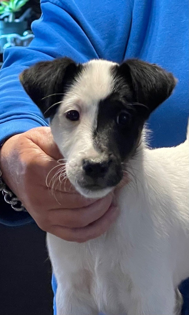 du Manoir Saint Adrien - Chiot disponible  - Fox Terrier Poil lisse