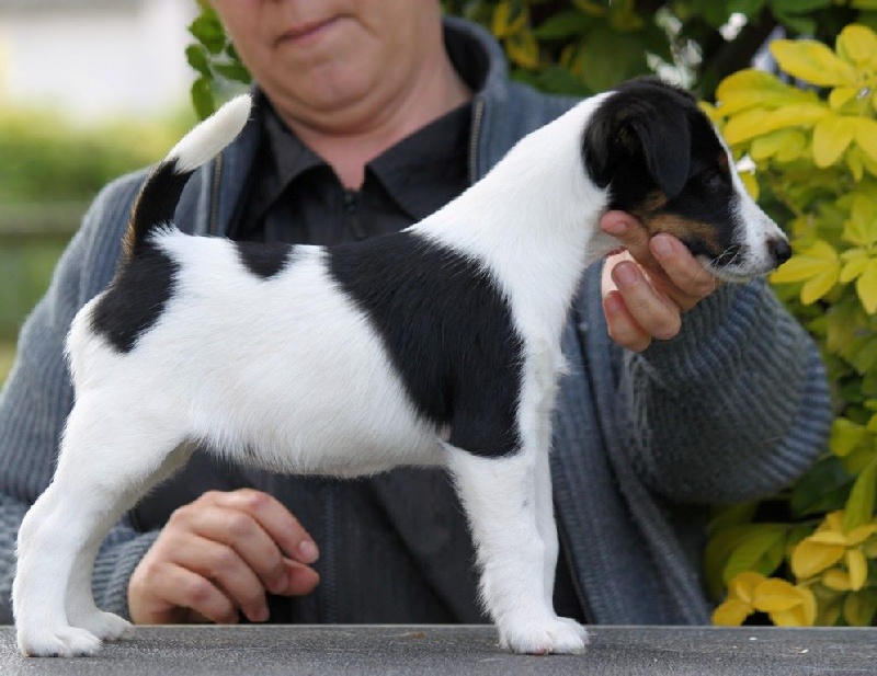 du Manoir Saint Adrien - Fox Terrier Poil lisse - Portée née le 18/03/2015