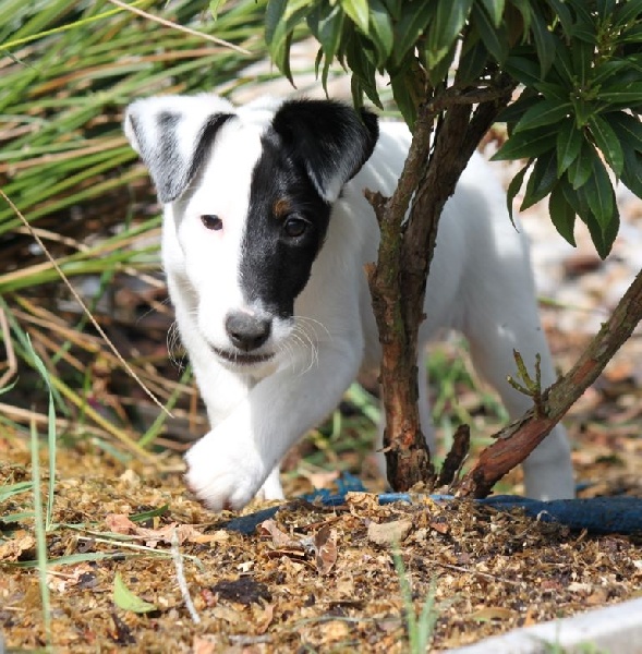 du Manoir Saint Adrien - Fox Terrier Poil lisse - Portée née le 16/06/2015