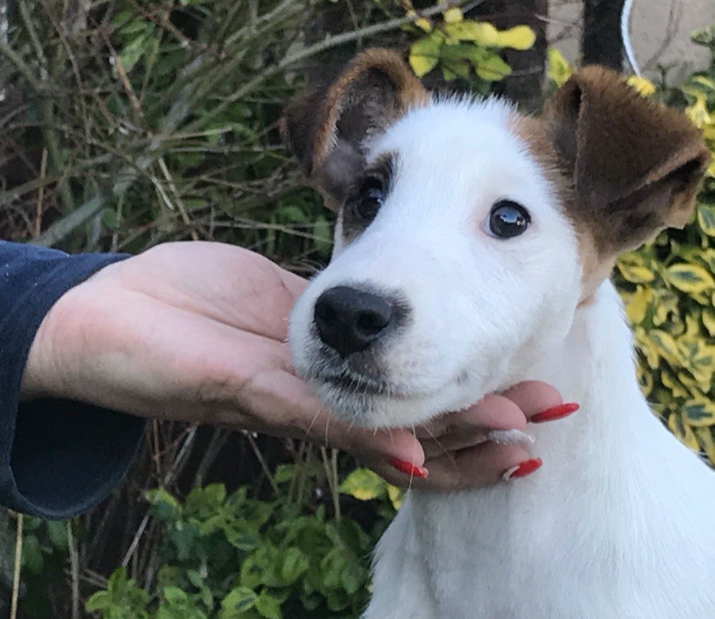 du Manoir Saint Adrien - Fox Terrier Poil lisse - Portée née le 19/09/2019