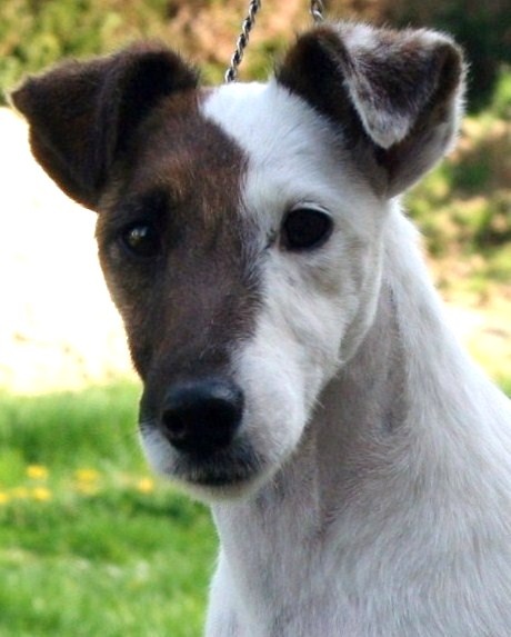 du Manoir Saint Adrien - Fox Terrier Poil lisse - Portée née le 16/04/2011