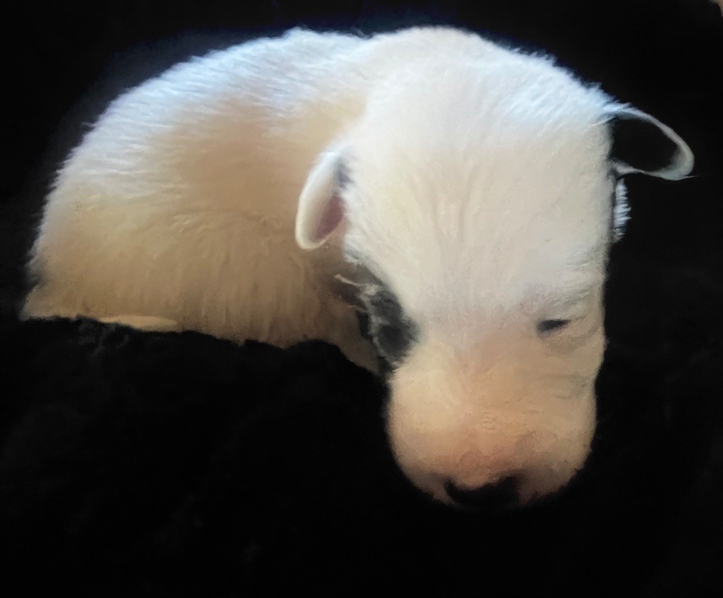 du Manoir Saint Adrien - Chiot disponible  - Fox Terrier Poil lisse