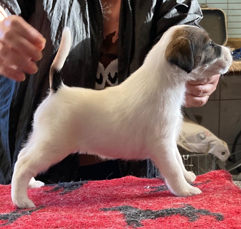 du Manoir Saint Adrien - Fox Terrier Poil lisse - Portée née le 16/11/2020
