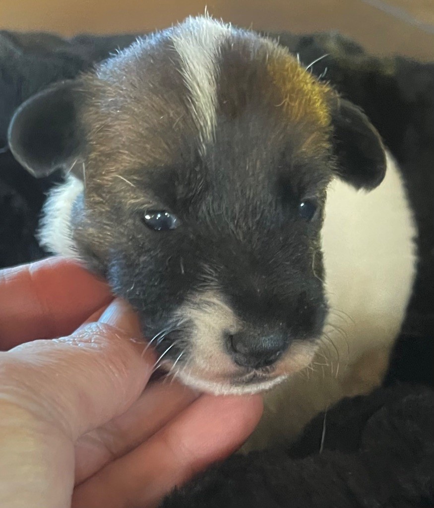 du Manoir Saint Adrien - Chiot disponible  - Fox Terrier Poil lisse