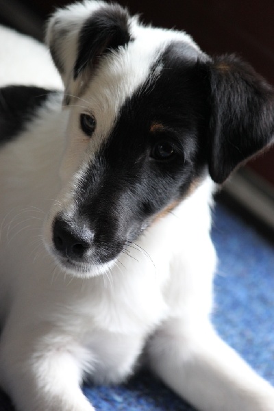 du Manoir Saint Adrien - Fox Terrier Poil lisse - Portée née le 14/05/2012
